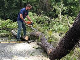 Best Emergency Tree Removal  in Moreland Hills, OH