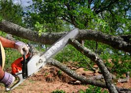 Best Emergency Tree Removal  in Moreland Hills, OH