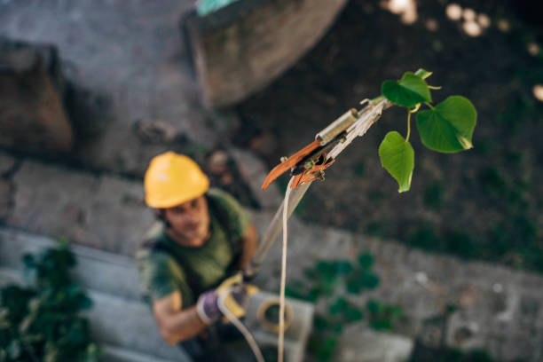 How Our Tree Care Process Works  in  Moreland Hills, OH