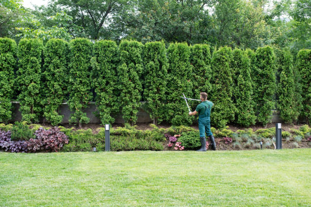 Best Lawn Maintenance Plans  in Moreland Hills, OH