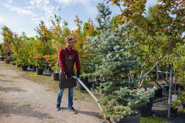 Reliable Moreland Hills, OH Tree Care  Solutions