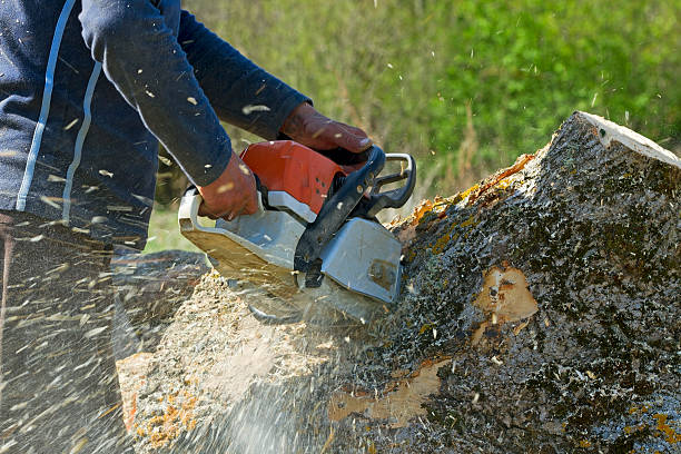 Best Tree and Shrub Care  in Moreland Hills, OH